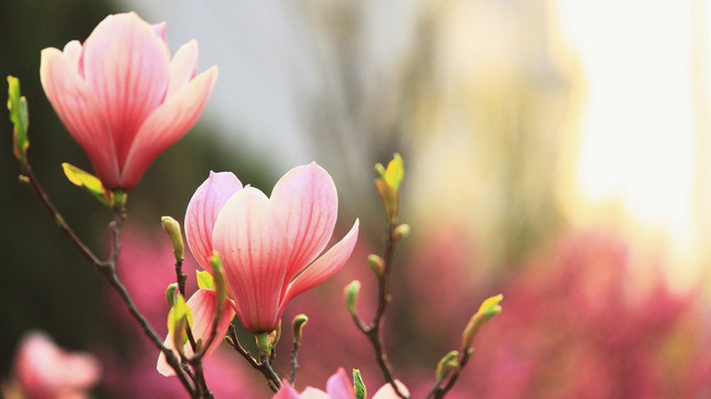 玉兰花开