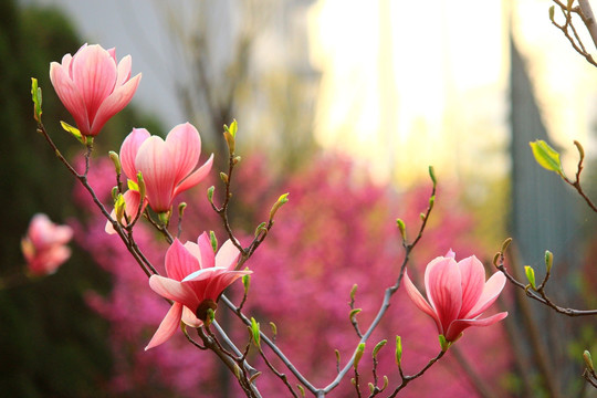 玉兰花开