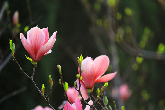 玉兰花开