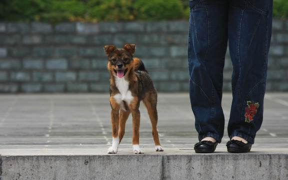 狗