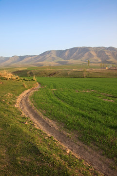 田野