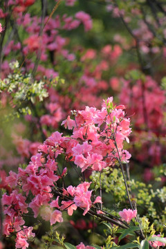 杜鹃花