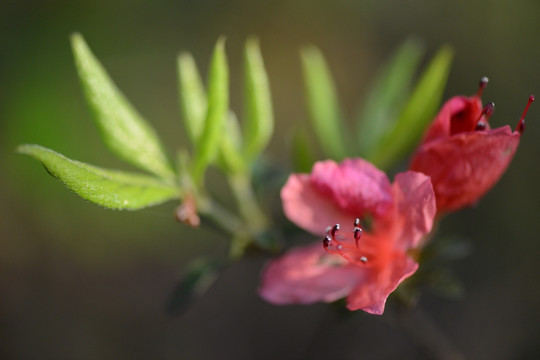 杜鹃花