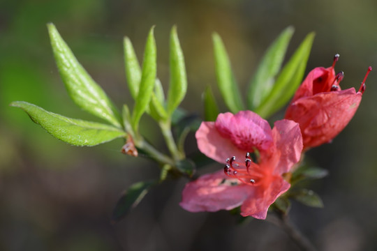 杜鹃花