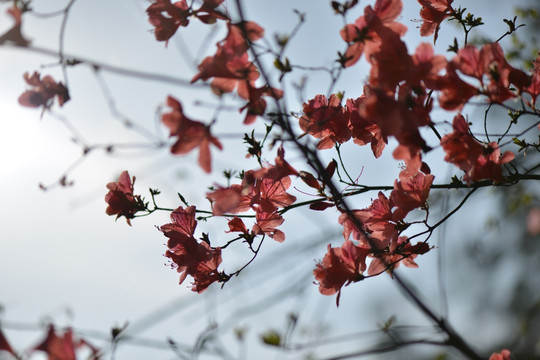 杜鹃花