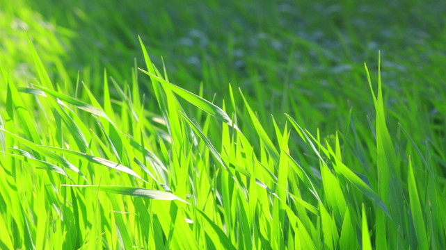 草地