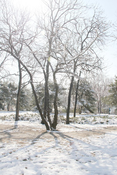 冬季杨树