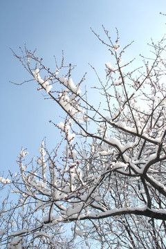 雪景桃花枝
