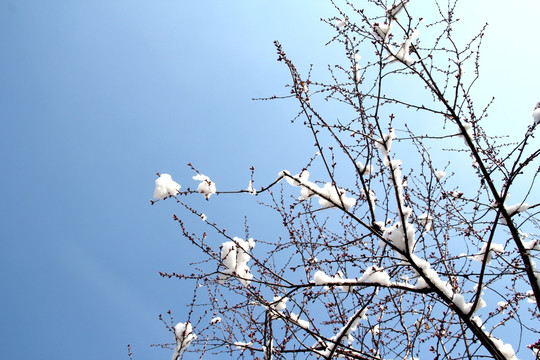 雪景桃花枝