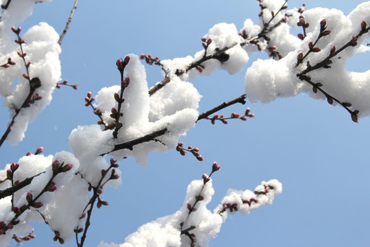 雪景桃花