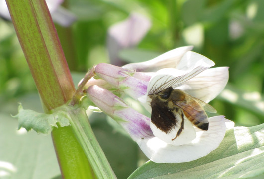 蚕豆花与蜜蜂