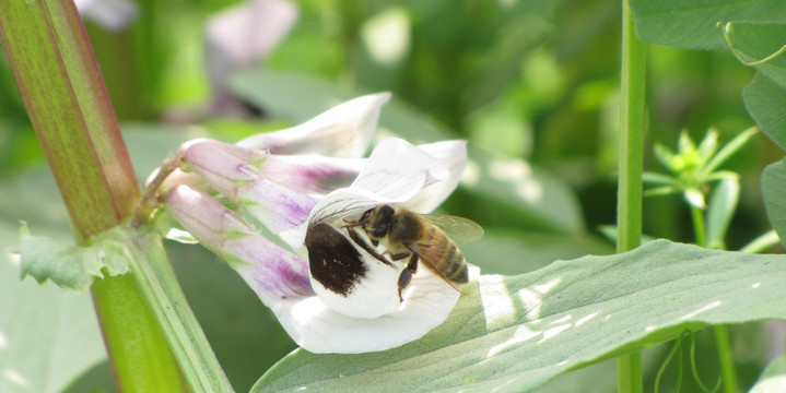 蚕豆花与蜜蜂