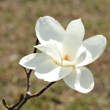 玉兰花