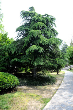 合肥环城公园树木