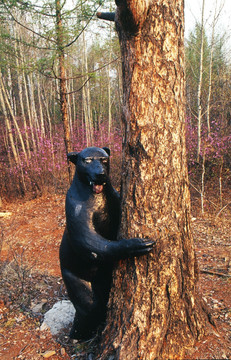 黑熊抱树雕塑