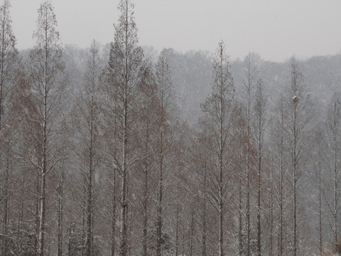 风雪杉树林