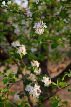 苹果花