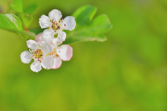 山楂花