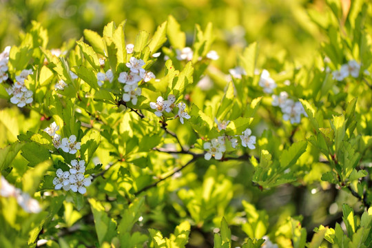 山楂花