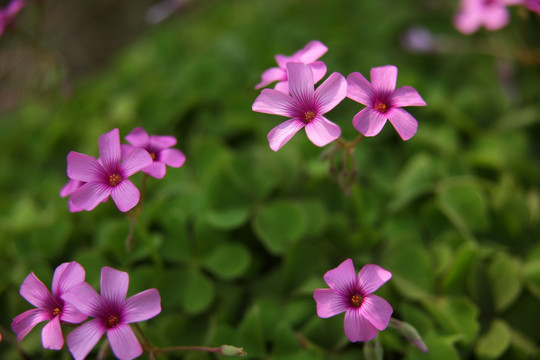 三叶草花