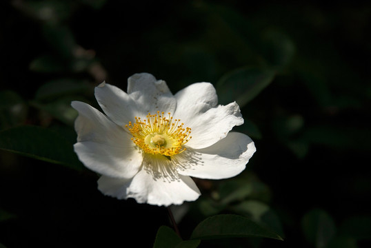 白色金樱子花