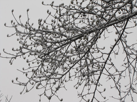 冬天的树梢积雪