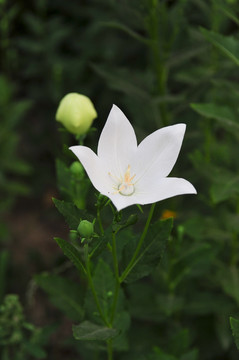 白桔梗花