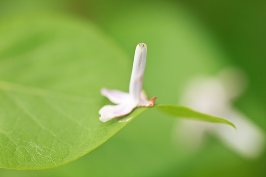 花瓣