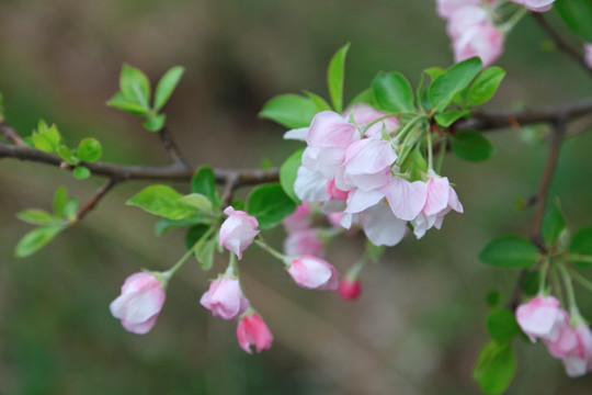苹果花