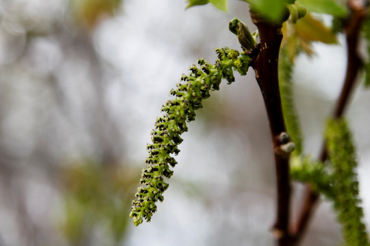 核桃树花