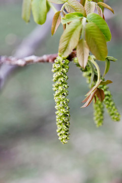 核桃花