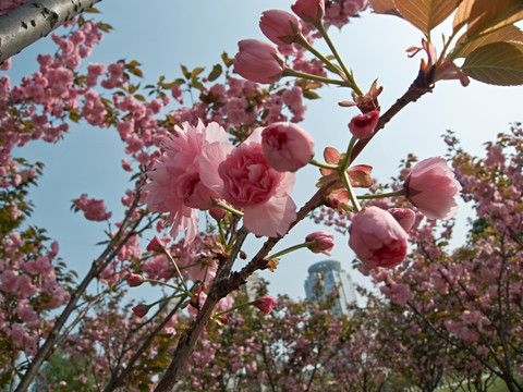 樱花