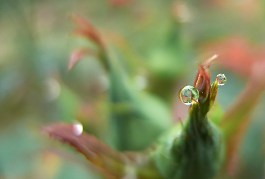 水珠