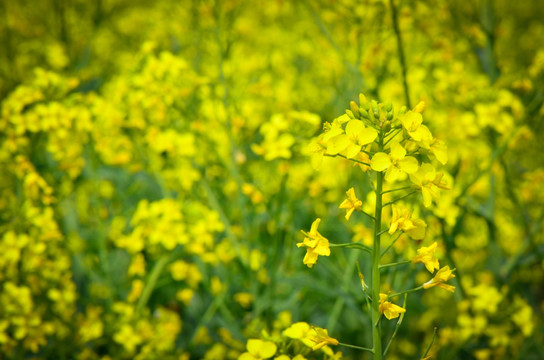 油菜花