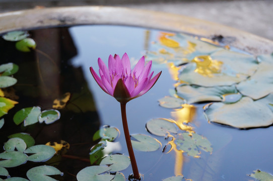 莲花 睡莲