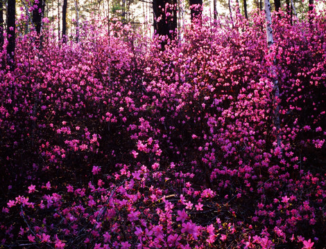 杜鹃花开