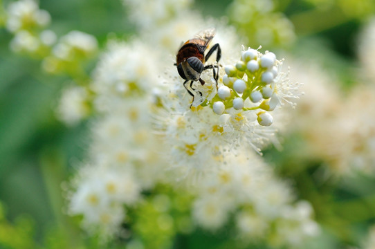 蜜蜂