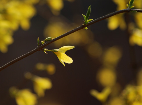 迎春花