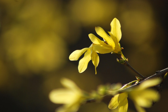 迎春花