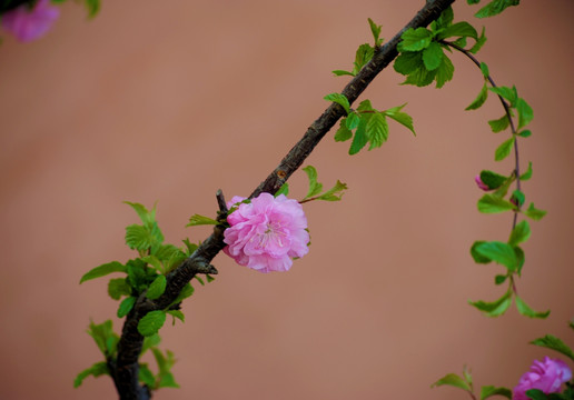 碧桃花