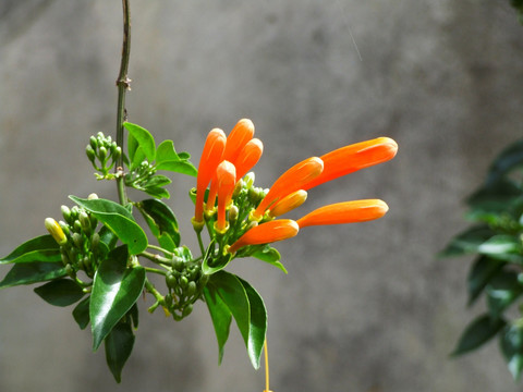 热带花卉 鞭炮花