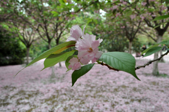 樱花