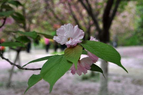 樱花