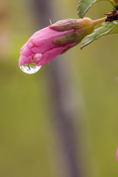 梅花与水滴