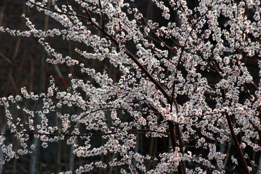 桃花