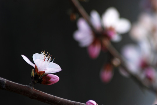 桃花