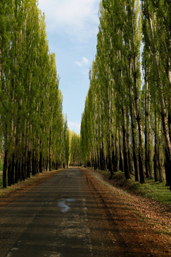 乡间小路