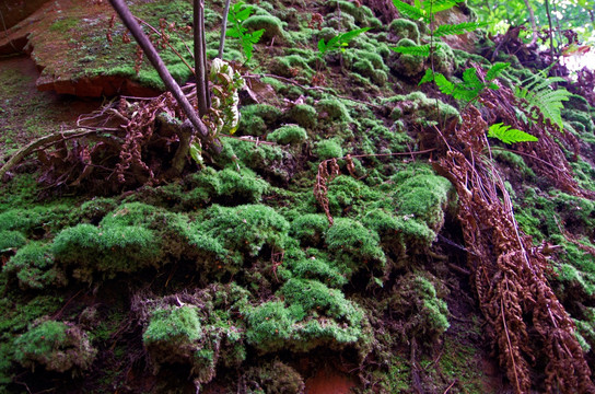 悬崖峭壁上的苔藓