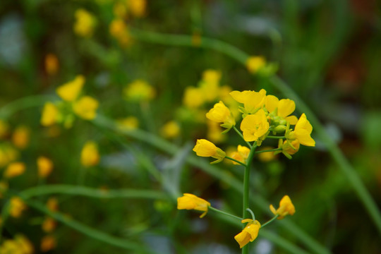 油菜花