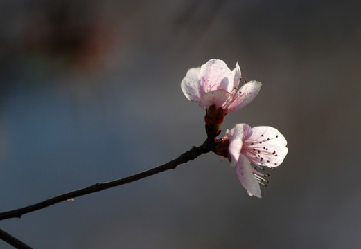 桃花